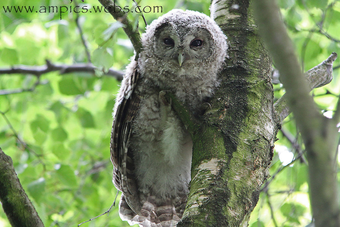 Tawny Owl. (fledgling branching) When Owl chicks become too large for the nest hole they emerge and scramble along the branches to somewhere nearby. The parent birds then feed them in these positions a process known as "branching" Geotagged,Strix aluco,Summer,Tawny  Owl,United Kingdom