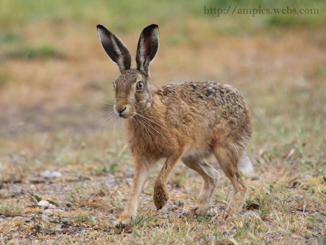 Brown Hare  European hare,Geotagged,Lepus europaeus,Spring,United Kingdom