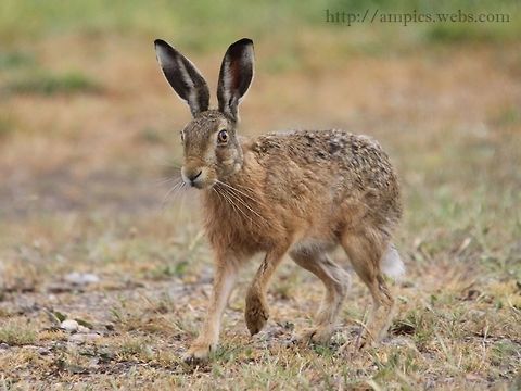 Brown Hare  European hare,Geotagged,Lepus europaeus,Spring,United Kingdom