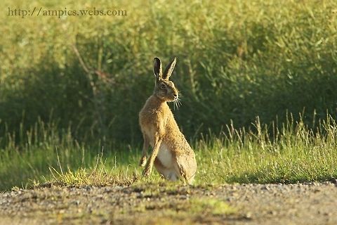Brown Hare  European hare,Geotagged,Lepus europaeus,Summer,United Kingdom
