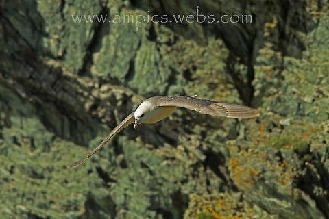 Fulmar  Fulmaris glacialis,Geotagged,Northern Fulmar,Summer,United Kingdom