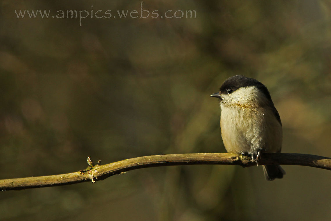 Willow Tit Waiting for ........ Geotagged,Poecile montanus,United Kingdom,Winter,willow tit