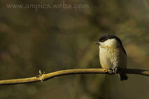 Willow Tit Waiting for ........ Geotagged,Poecile montanus,United Kingdom,Winter,willow tit