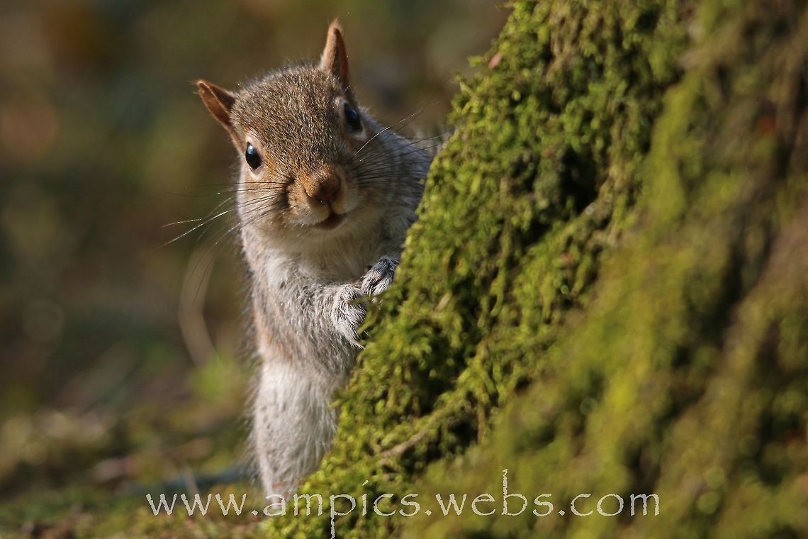 Grey Squirrel I had baited this area in an attempt to photograph Nuthatch on this nice mossy log, but this cheeky chap just kept raiding it. Eastern gray squirrel,Geotagged,Sciurus carolinensis,United Kingdom,Winter