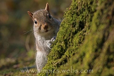 Grey Squirrel I had baited this area in an attempt to photograph Nuthatch on this nice mossy log, but this cheeky chap just kept raiding it. Eastern gray squirrel,Geotagged,Sciurus carolinensis,United Kingdom,Winter