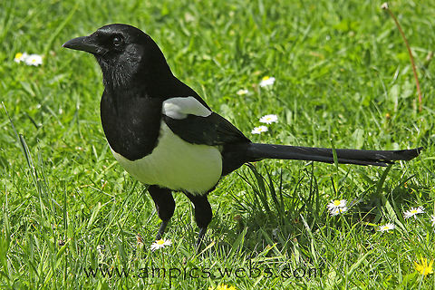 Magpie  Eurasian magpie,Geotagged,Pica pica,Spring,United Kingdom