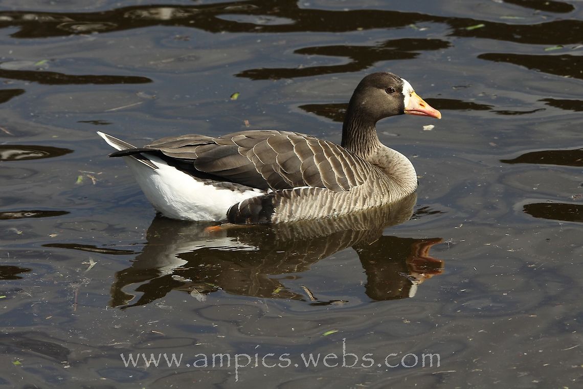 White-fronted Goose  Anser albifrons,Geotagged,Greater white-fronted goose,Spring,United Kingdom