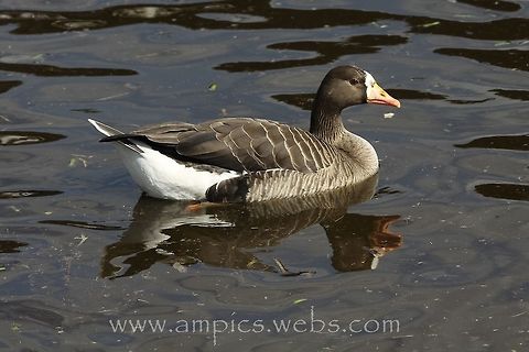 White-fronted Goose  Anser albifrons,Geotagged,Greater white-fronted goose,Spring,United Kingdom