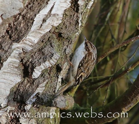 Treecreeper  Certhia familiaris,Eurasian treecreeper,Geotagged,Spring,United Kingdom