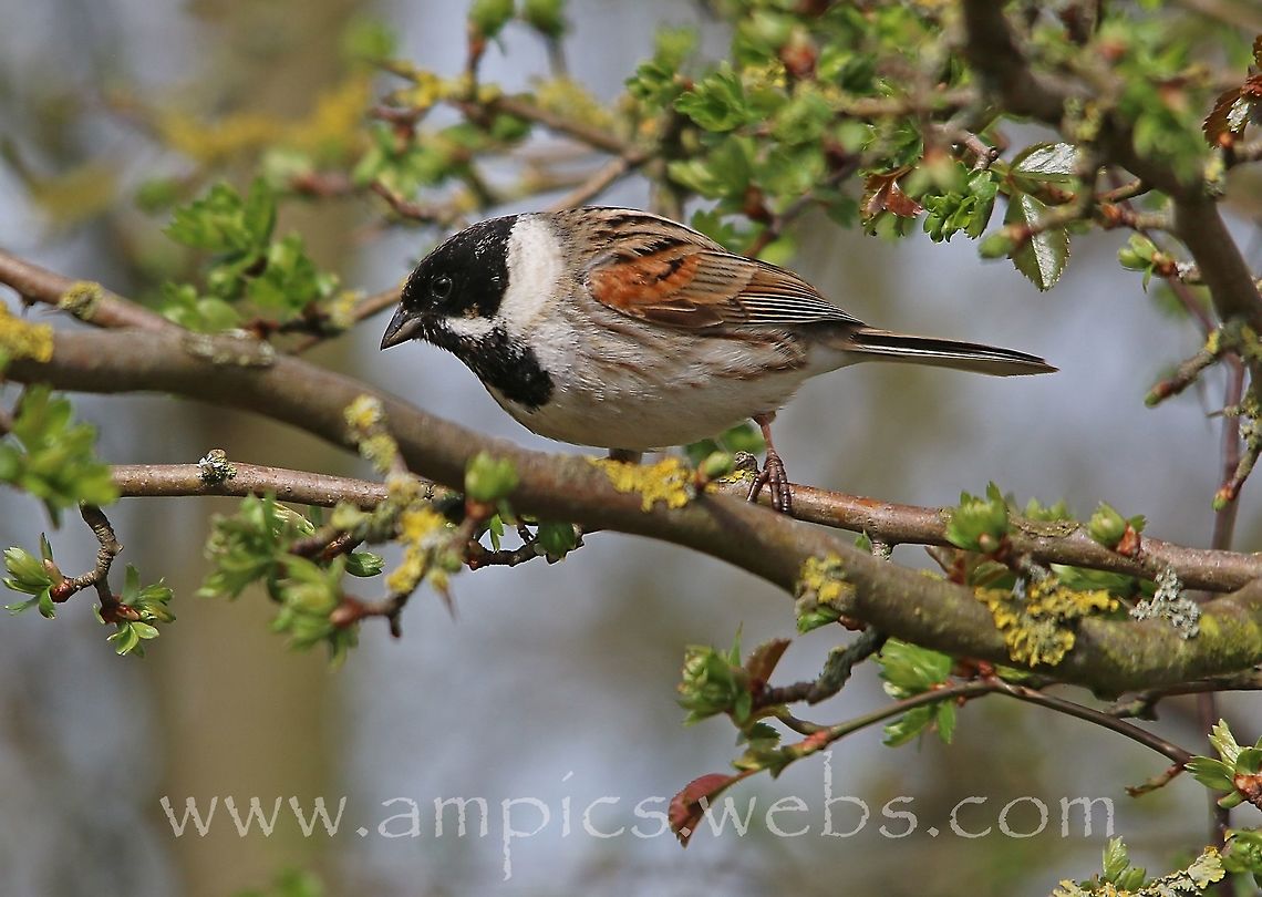Reed Bunting male Common reed bunting,Emberiza schoeniclus,Geotagged,Spring,United Kingdom