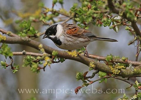 Reed Bunting male Common reed bunting,Emberiza schoeniclus,Geotagged,Spring,United Kingdom