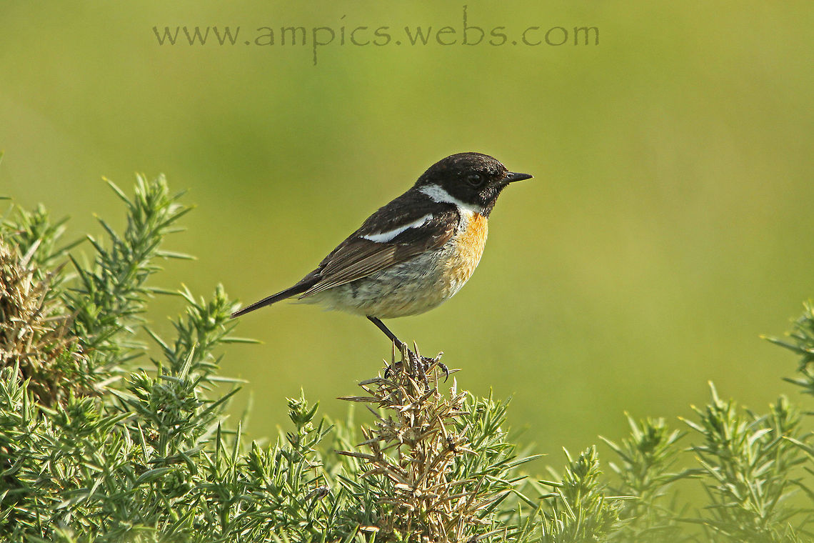 Stonechat male European Stonechat,Geotagged,Saxicola rubicola,Summer,United Kingdom