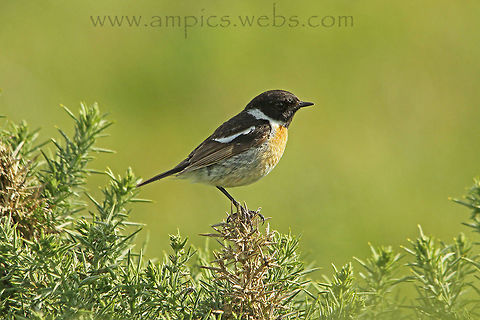 Stonechat male European Stonechat,Geotagged,Saxicola rubicola,Summer,United Kingdom