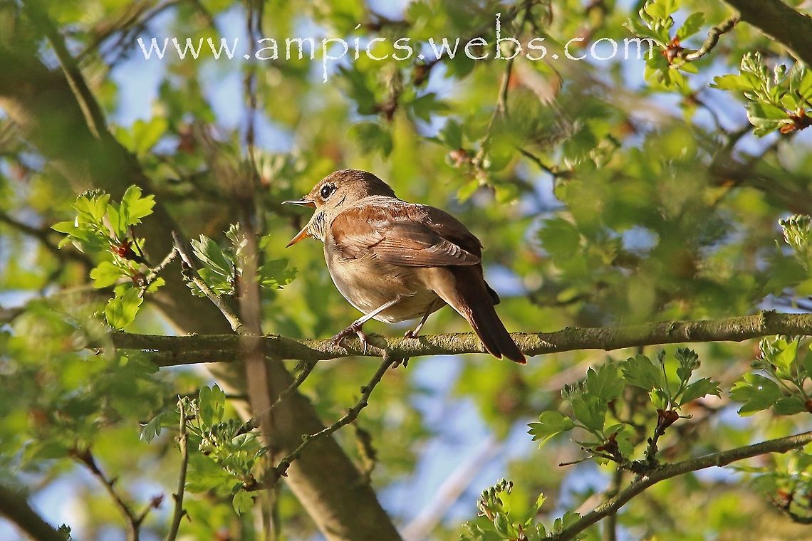 Nightingale, in full song.  Common nightingale,Geotagged,Luscinia megarhynchos,Spring,United Kingdom