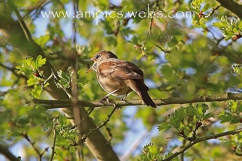 Nightingale, in full song.  Common nightingale,Geotagged,Luscinia megarhynchos,Spring,United Kingdom