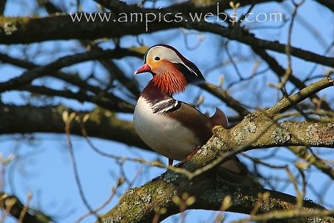 Mandarin Duck I visited Etherow Park at sunrise mainly for the dawn chorus and found a tree full of Mandarin Ducks. I knew they nested in trees but was unaware until this point that they also roosted in trees. Geotagged,Spring,United Kingdom