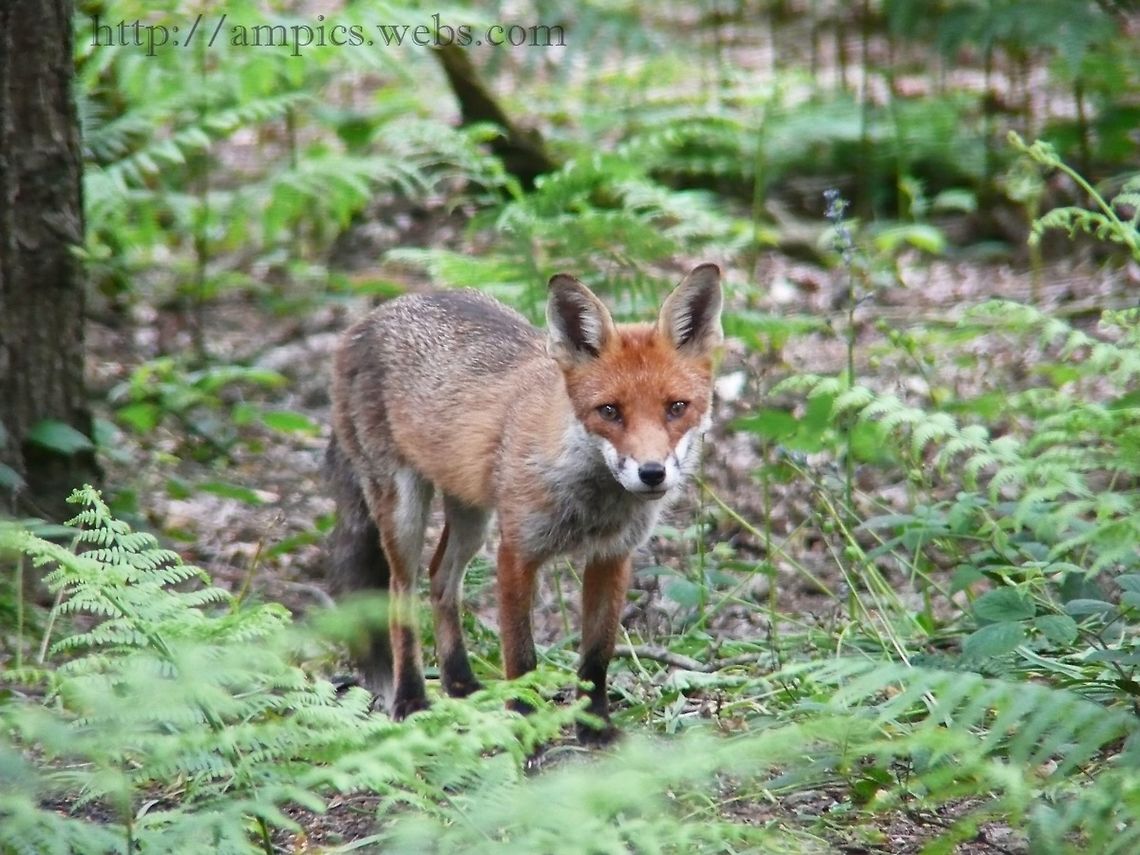 Red Fox. I was waiting quietly to get a shot of some Spotted Flycatchers when this chap came trotting along and almost bumped into me. Geotagged,Red Fox,Spring,United Kingdom,Vulpes vulpes