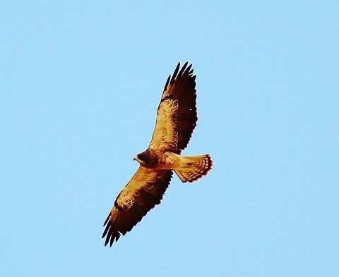 Christmas_2014_and_back_yard_April_063