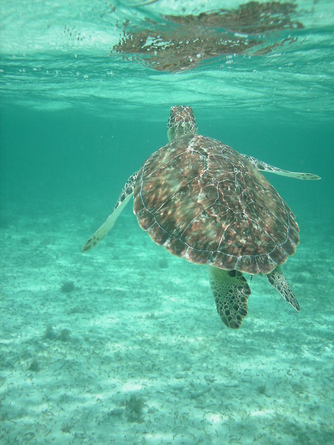 snorkel_belize_ Turtle
