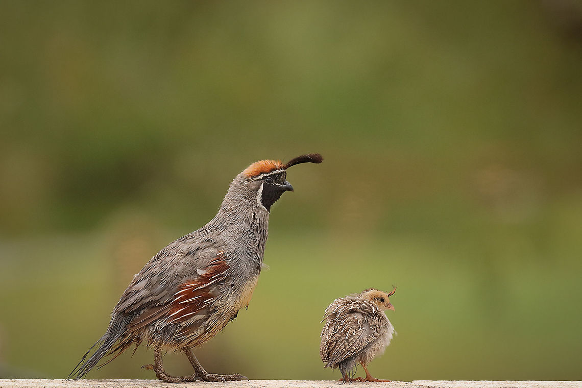 My papa... Male Gambels are incredibly protective of their young. After a monsoon the entire covey looked in need of the desert sun to bring their feathers back to beauty. Callipepla gambelii,Gambels quail,Geotagged,United States