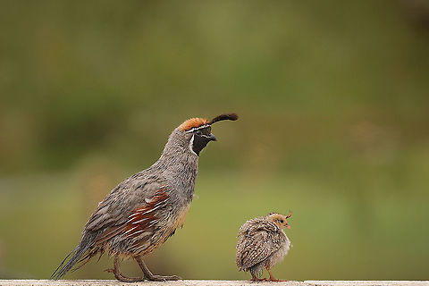 Gambel's quail