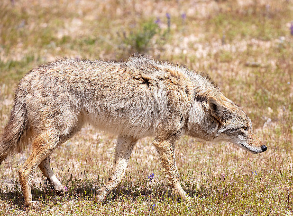 Coyote close up in the wild This coyote came within a few meters of us on a walk close to a creek in the desert. This was the closest encounter I have had to several over the past 10 years. It was bold for sure. ARIZONA,Canis latrans,Coyote,Geotagged,United States,coyote,desert,wildlife