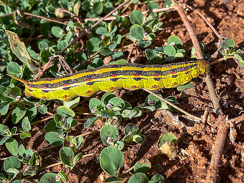 Humming bird hawk moth Southern Arizona experienced the hottest summer ever recorded in 2020. A year later we may break the wettest monsoon season ever recorded which has brought out an abundance of insects and wildflowers. These moth caterpillars are numerous which should make for an interesting moth season. Geotagged,United States,White-lined sphinx