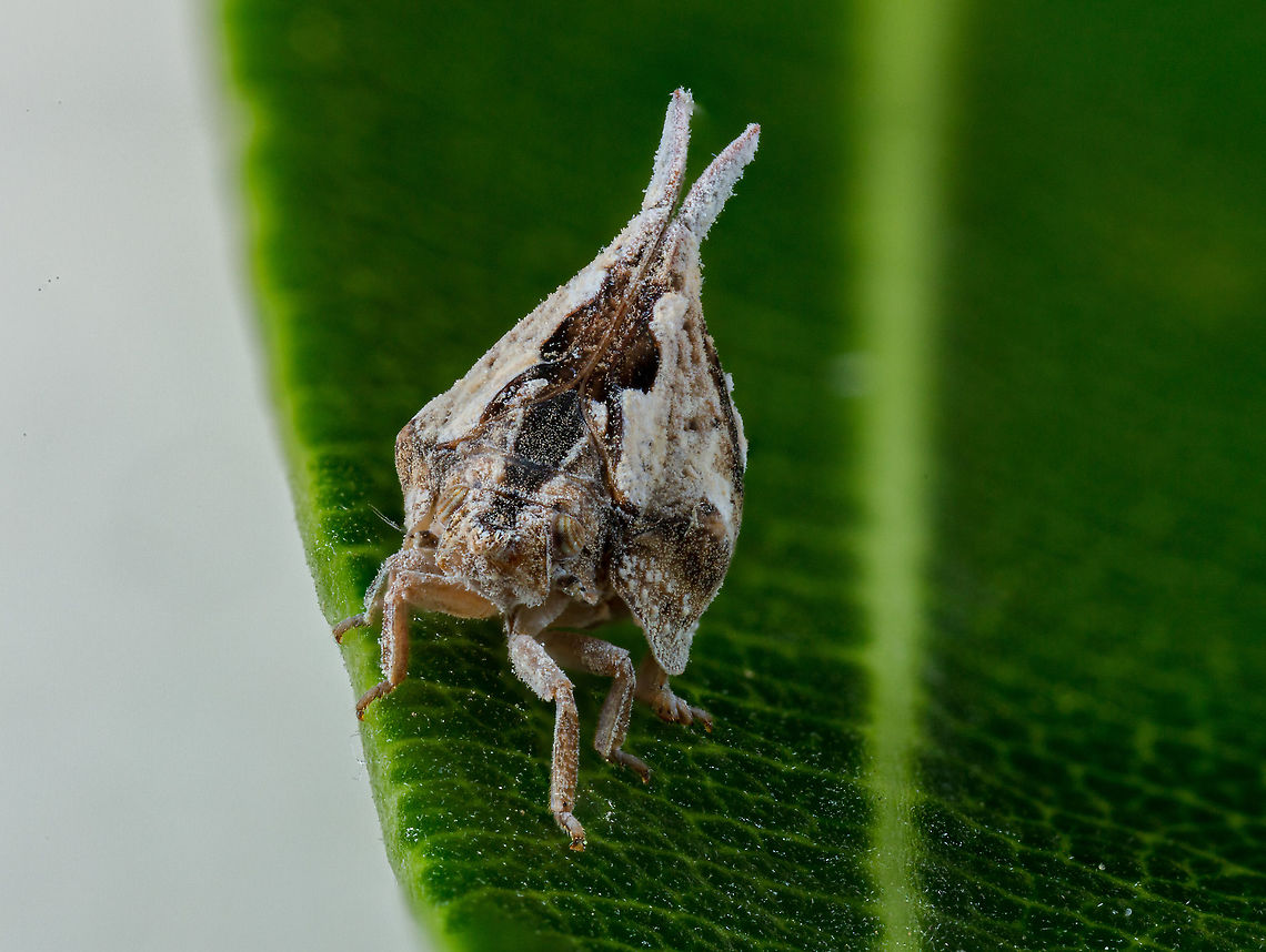 Mistharnophantia sonorana I need to research this little guy. Was hanging out on my the screen to my patio. He is a hopper of sorts. Took a bit to calm it down. Geotagged,Mistharnophantia sonorana,United States
