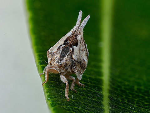 Mistharnophantia sonorana I need to research this little guy. Was hanging out on my the screen to my patio. He is a hopper of sorts. Took a bit to calm it down. Geotagged,Mistharnophantia sonorana,United States