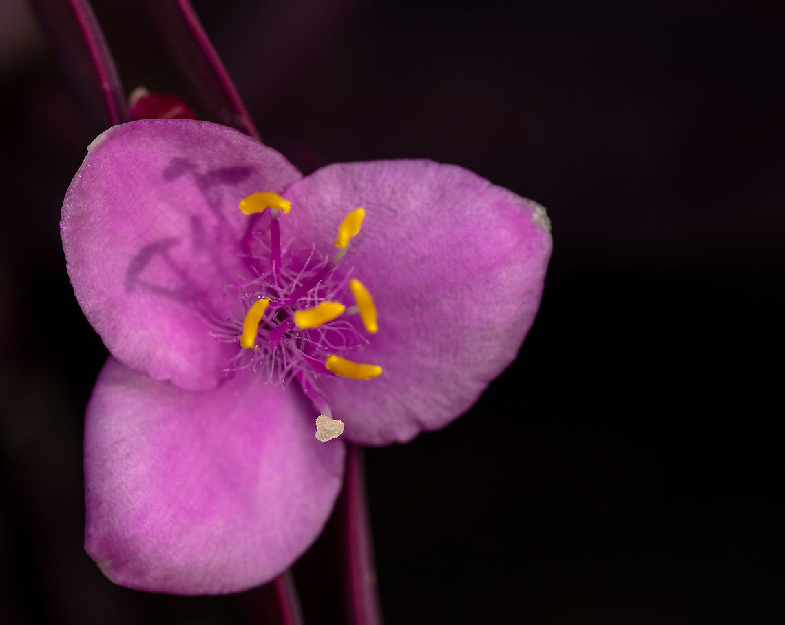 Wandering Jew Purple Heart Wandering Jew Geotagged,Purple Heart,Tradescantia pallida,United States