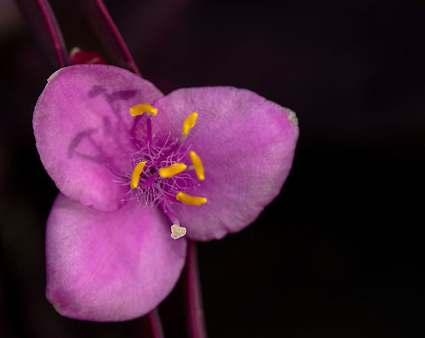 Wandering Jew Purple Heart Wandering Jew Geotagged,Purple Heart,Tradescantia pallida,United States