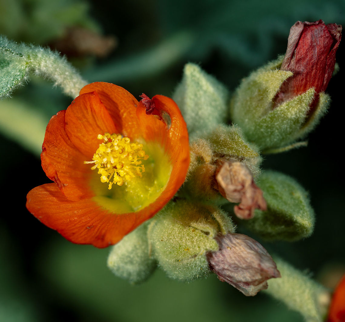 Apricot Mallow Fall bloomer Desert globemallow,Geotagged,Sphaeralcea ambigua,United States