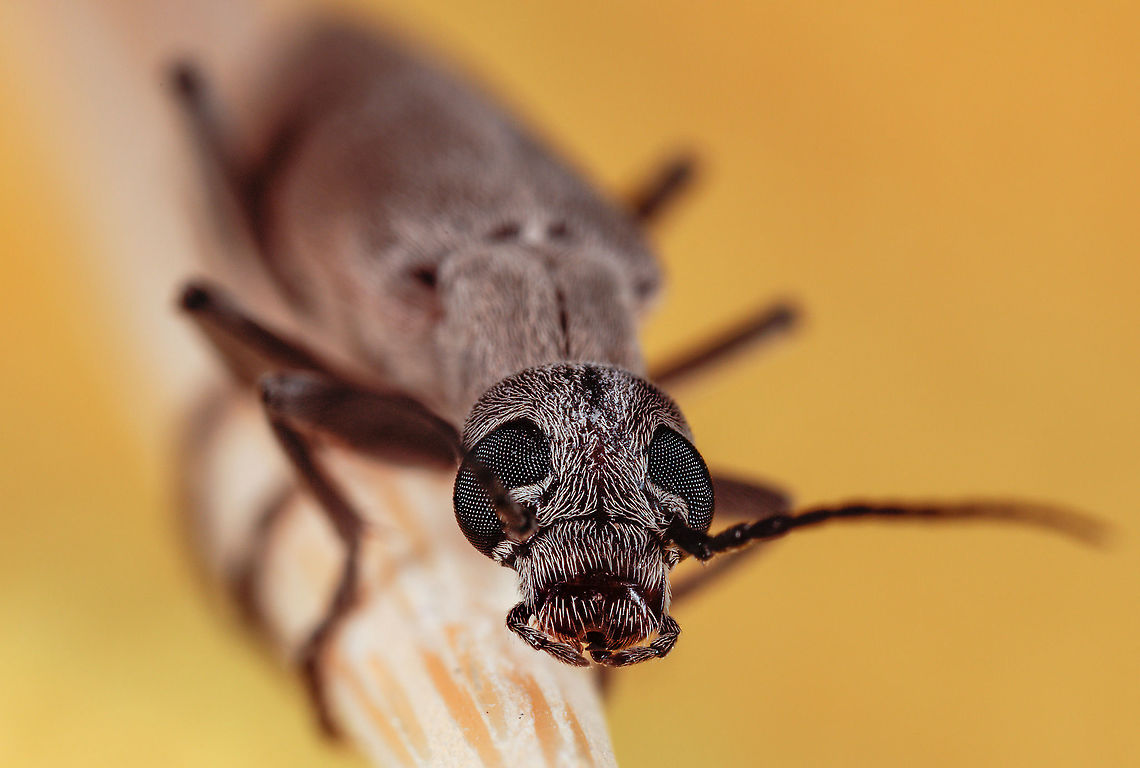 Blister Beetle Thanks to Ferdy we have a positive ID. Epicauta arizonica,Geotagged,United States