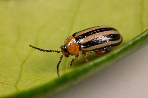 Beautiful 1966 Chevrolet Camaro Classic Gold Metal Flake and Black This flea beetle has the most amazing gold metal flake coloring, simply magnificent!  Disonycha leptolineata,Geotagged,United States