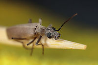 Blister Beetle  Epicauta arizonica,Geotagged,United States