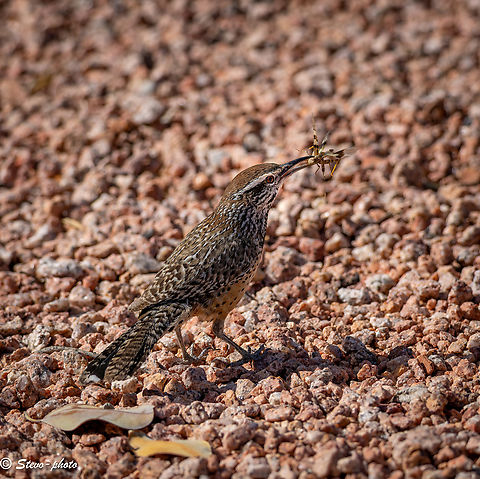 Cactus wren (Campylorhynchus brunneicapillus) - JungleDragon
