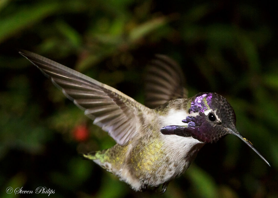 Male in flight Lucifer Hummingbird This image was part of a series taken in the wild in Tucson, Arizona, USA. This one was one of my favorites as it demonstrates how intricate the different aspects of its hood reflect colors based on the angle of light. Calothorax lucifer,Lucifer sheartail,birds in flight,hummingbird,tucson arizona