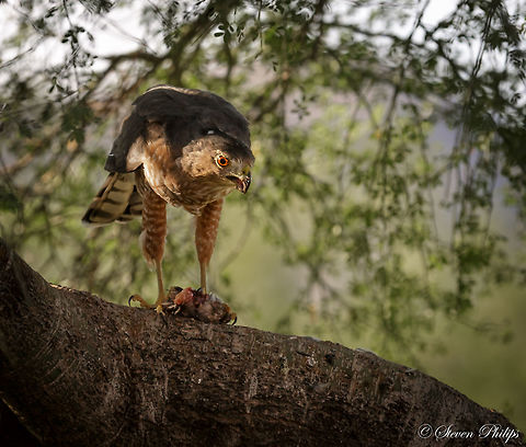 coopers hawk in the wild eating a desert mouse This Coopers Hawk was often seen in my backyard in Tucson, Arizona, USA. Many shots were taken which can be seen at http://stevo-photo.com. Accipiter cooperii,Coopers Hawk,birds of prey,hawk,prey