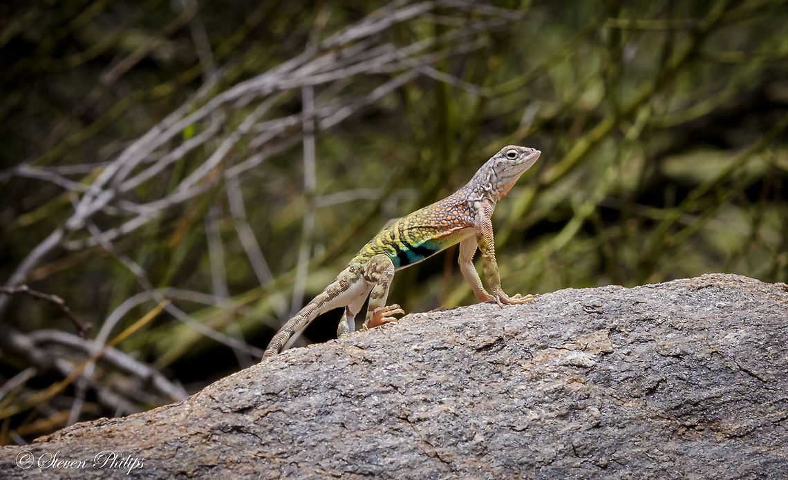 Greater Earless Lizard Beautiful markings on this male who was in the mood of finding a mate in the high desert mountains of Arizona. Cophosaurus texanus,arizona,greater earless lizard,lizards