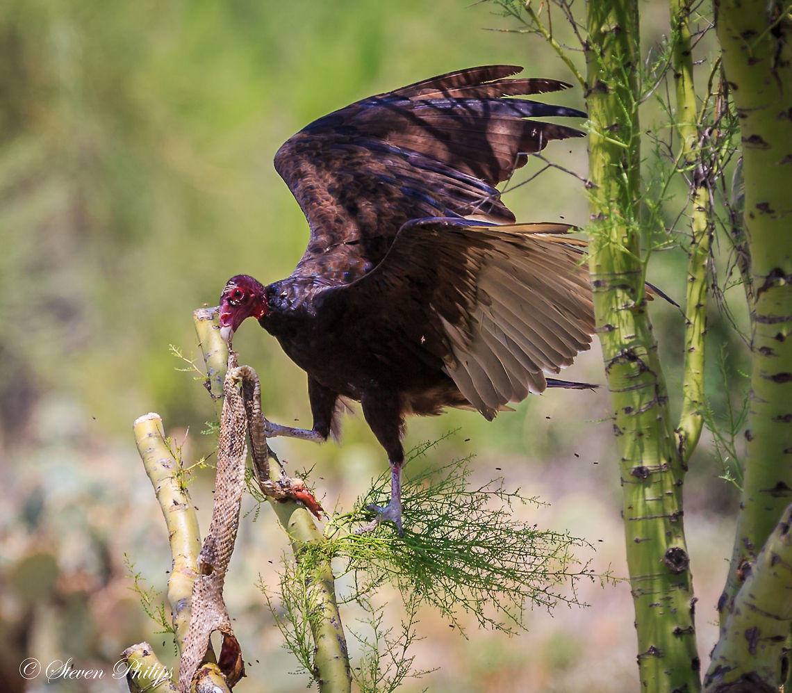Turkey Vulture eating a rattle snake in a pale verde tree This vulture surrounded by flies was perched in a tree eating a rattle snake. The whole process took about 5 minutes and the snake was completely devoured. Cathartes aura,Turkey Vulture,arizona,desert birds