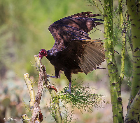 Turkey Vulture eating a rattle snake in a pale verde tree This vulture surrounded by flies was perched in a tree eating a rattle snake. The whole process took about 5 minutes and the snake was completely devoured. Cathartes aura,Turkey Vulture,arizona,desert birds
