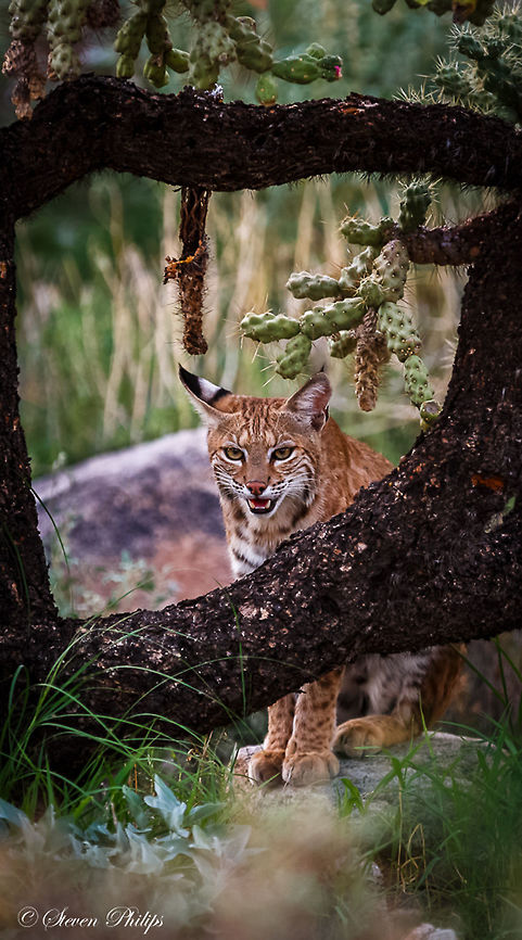 Wild bobcat in Arizona While on a cool evening stroll around our neighborhood we spotted this beautiful wild bobcat hiding behind some desert foliage. More shots can be seen at <a href="http://stevo-photo.com" rel="nofollow">http://stevo-photo.com</a> Bobcat,Lynx rufus,arizona,desert