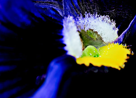 Aphid Hiding While processing macros of a Pansy I spotted this aphid hiding deep inside the stigma. How incredible it was to capture this unknowingly and then to find it during post. Photography is always discovering new ways to present common images in a unique manner, planned or sometimes not.   Aulacorthum solani,Foxglove aphid,aphid,flower,pansy