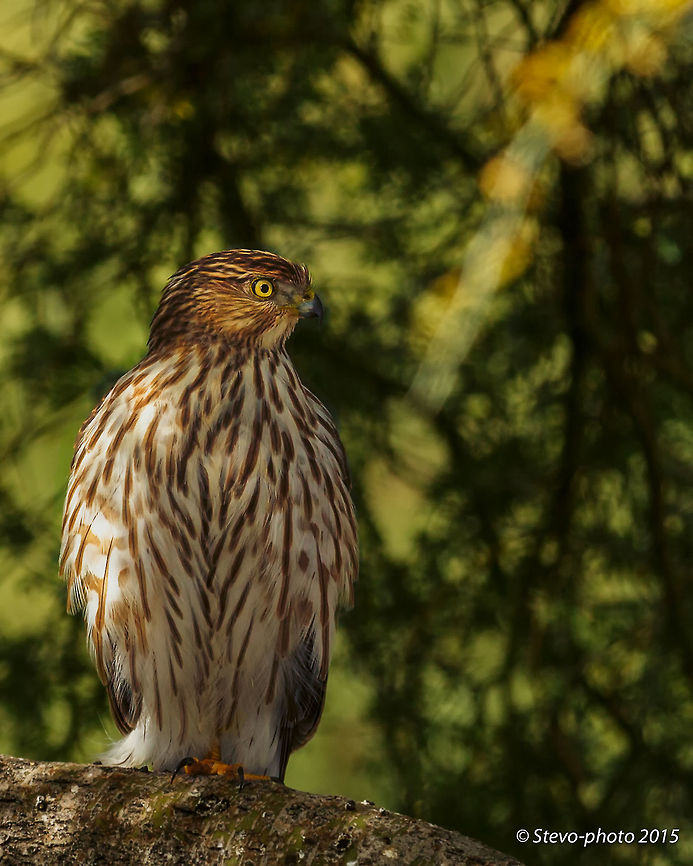 Resting after a meal and bath Cooper's Hawk This Cooper&#039;s Hawk is in the same family as the one eating the desert mouse. This one just finished bathing in a small fountain and perched in the same tree the other pictured on my page was feasting in. An interesting feature of accipiters is they change eye color based on maturity, season, and gender. My other picture clearly shows a bright orange turning to red which generally represents an older male. Females usually only reach a bright orange color. Accipiter cooperii,Coopers Hawk,arizona,birds of prey,cooper's hawk,desert