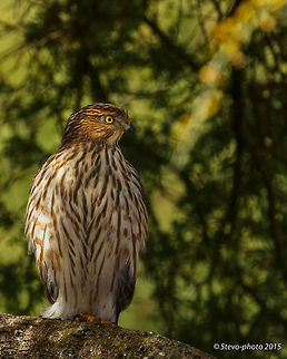 Resting after a meal and bath Cooper's Hawk This Cooper's Hawk is in the same family as the one eating the desert mouse. This one just finished bathing in a small fountain and perched in the same tree the other pictured on my page was feasting in. An interesting feature of accipiters is they change eye color based on maturity, season, and gender. My other picture clearly shows a bright orange turning to red which generally represents an older male. Females usually only reach a bright orange color. Accipiter cooperii,Coopers Hawk,arizona,birds of prey,cooper's hawk,desert