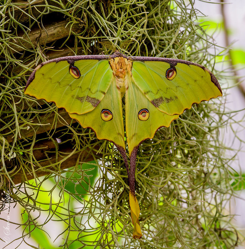 African Moon Moth Taken at the Tucson Botanical Gardens Butterfly Exhibit 2014 African Moon Moth,Argema mimosae,Moth Week 2018