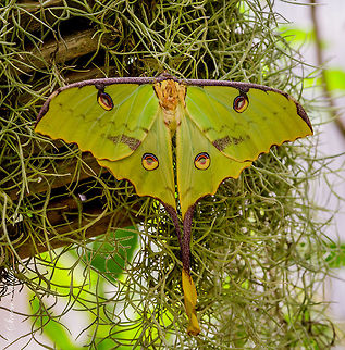 African Moon Moth Taken at the Tucson Botanical Gardens Butterfly Exhibit 2014 African Moon Moth,Argema mimosae,Moth Week 2018