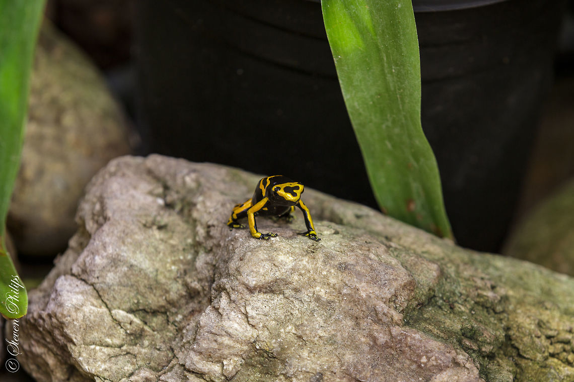Yellow Banded Poison Dart Frog Taken at the Tucson Botanical Gardens 2014 Dendrobates leucomelas,Yellow-banded Poison Dart Frog