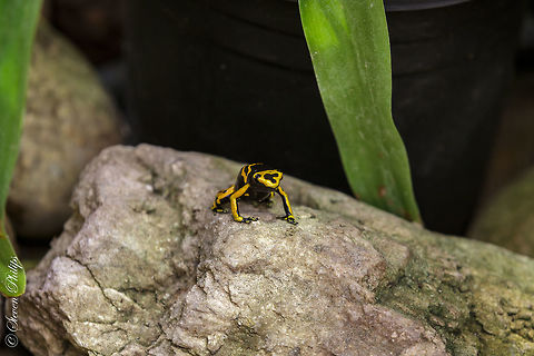 Yellow Banded Poison Dart Frog Taken at the Tucson Botanical Gardens 2014 Dendrobates leucomelas,Yellow-banded Poison Dart Frog