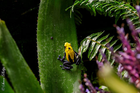 Dyeing Dart Frog Taken at the Tucson Botanical Gardens 2014 Dendrobates leucomelas,Dendrobates tinctorius,Dendrobates tinctorius "azureus",Kokarit frog,Pelophylax lateralis,Yellow-banded Poison Dart Frog
